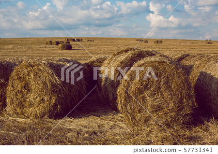 large haystacks stand in a mowed field at sunset large haystacks stand in a mowed field at sunset 57731341