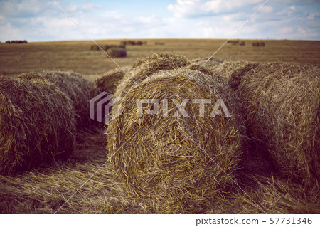 large haystacks stand in a mowed field at sunset 57731346