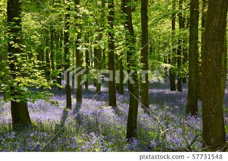Blue Bell Forest 57731548