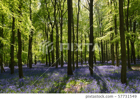 Blue Bell Forest 57731549
