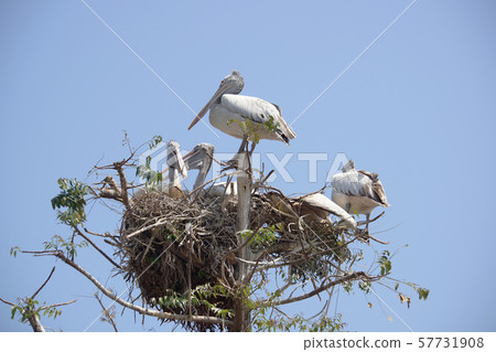Group of pelican bird on the tree. 57731908