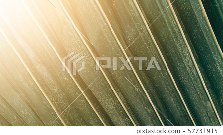 Tropical green coconut leaf texture background, Tropical green coconut leaf texture background, 57731915