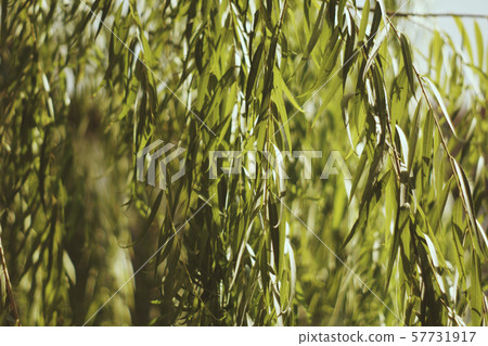 Tropical green leaf in the garden. Liu leaf. Tropical green leaf in the garden. Liu leaf. 57731917