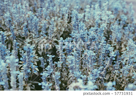 Group of angelonia flowers in the park. 57731931
