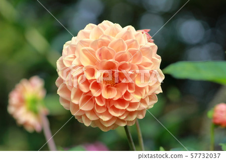 Dahlia Dahlia 57732037