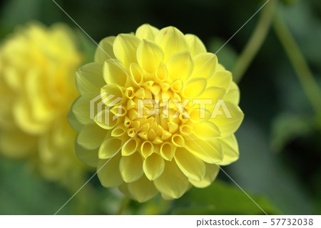 Dahlia 57732038