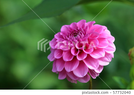 Dahlia 57732040