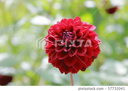 Dahlia 57732041