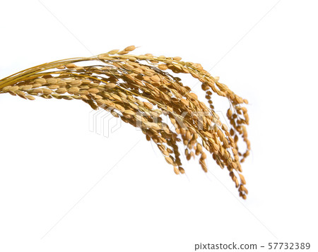 Rice ears 57732389