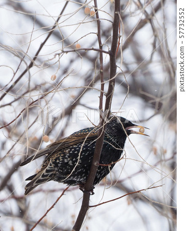 A starling starfish who eats the fruit of an olive tree A starling starfish who eats the fruit of an olive tree 57732552