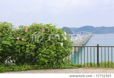 no島大橋與疾病 no島大橋與疾病 57732565