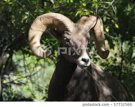 Bighorn sheep emerging from between trees 57732569
