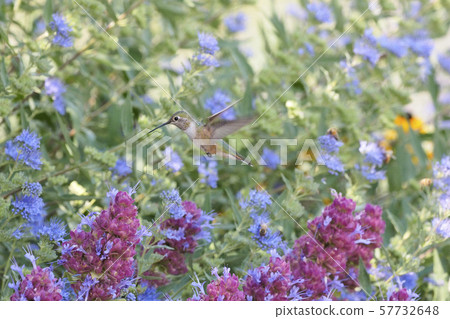Hummingbird flying in the flower Hummingbird flying in the flower 57732648
