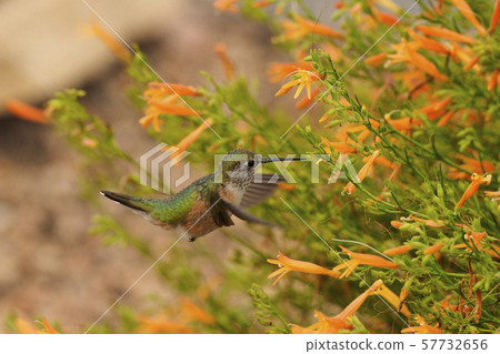 蜂鳥前往一朵黃色的花 蜂鳥前往一朵黃色的花 57732656