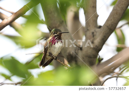 小蜂鳥棲息在樹枝上，發光的粉紅色鬍鬚 57732657