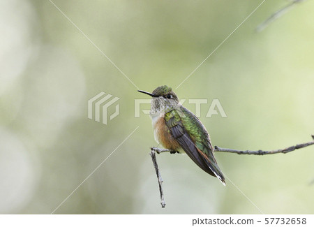 一隻巨大的蜂鳥站在樹枝上，使其翅膀膨脹 57732658