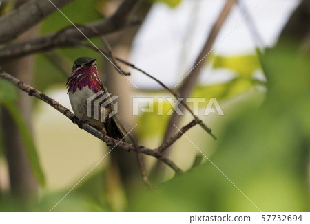 Little hummingbird perching on a branch showing a pink beard 57732694