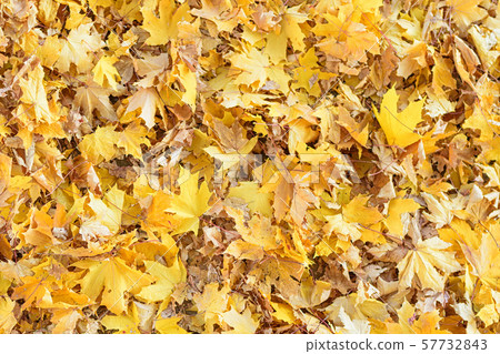 Showered yellow maple leaves on the ground. Live Showered yellow maple leaves on the ground. Live 57732843
