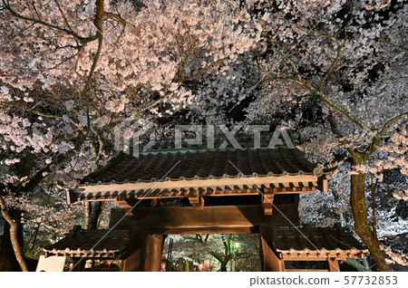 Sakuraka Sakuraka 57732853