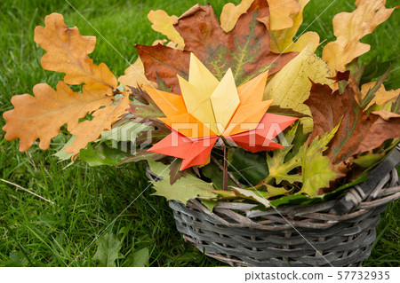Autumn concept background traditional paper craft handmade origami fallen maple leaves in crafted 57732935