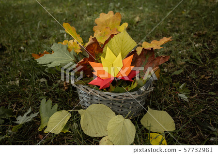 Autumn concept background traditional paper craft handmade origami fallen maple leaves on grass Autumn concept background traditional paper craft handmade origami fallen maple leaves on grass 57732981