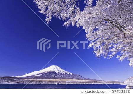 (Yamanashi Prefecture) Mt. Fuji desiring from snow-covered mountain lakeside (Yamanashi Prefecture) Mt. Fuji desiring from snow-covered mountain lakeside 57733358