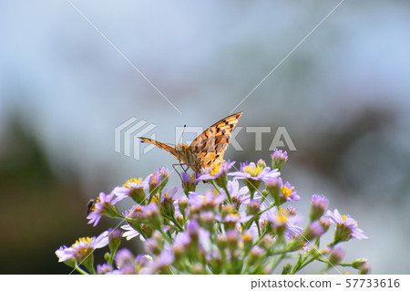 September Kyoto Prefectural Botanical Garden 57733616