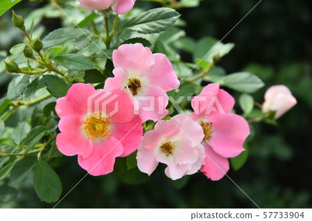 九月京都府植物園 九月京都府植物園 57733904