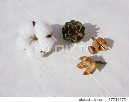 棉花,乾花,松果 棉花,乾花,松果 57734275