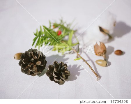 棉花,乾燥花,松果,紅色漿果分支 棉花,乾燥花,松果,紅色漿果分支 57734298