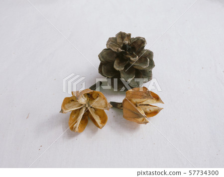 松果和乾花 57734300
