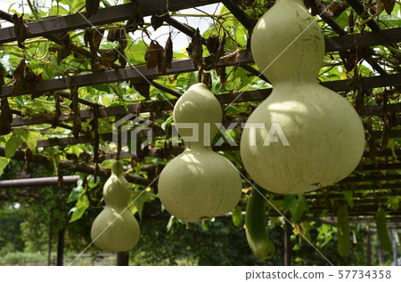 Gourd Gourd 57734358