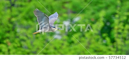 Night heron flying elegantly on fresh green background Night heron flying elegantly on fresh green background 57734512