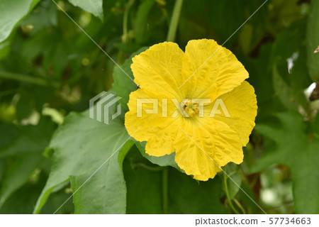 絲瓜花 57734663