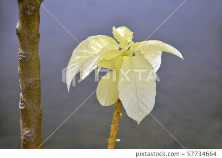 Sprout of burgmancia 57734664
