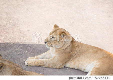 Female lion Female lion 57735110