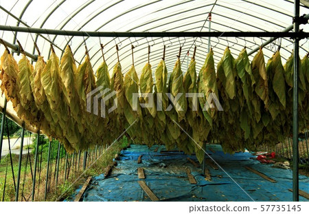 菸葉栽培 菸葉栽培 57735145