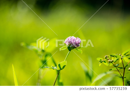 Red clover 57735239