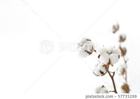 棉花 57735289