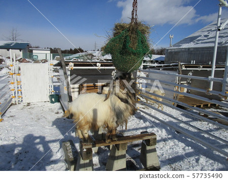 山羊餐 57735490