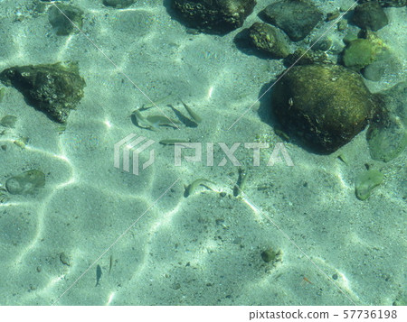 魚在柏島（高知縣）的清澈的海水中游泳 57736198