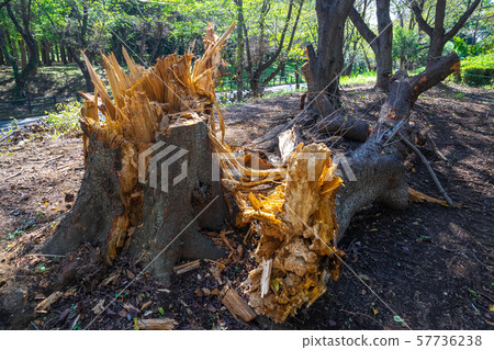 由於颱風而倒塌的一棵大樹 57736238