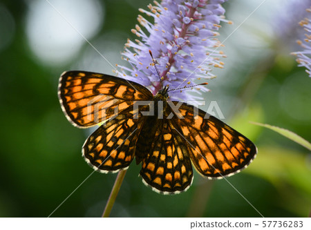 鐮刀菌蒙大拿 57736283