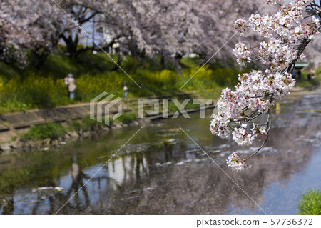 沿著新京江/岐阜縣上片原市的櫻花樹行 57736372