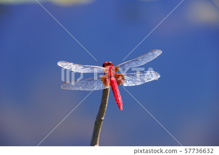 3 floating in the autumn sky 3 floating in the autumn sky 57736632