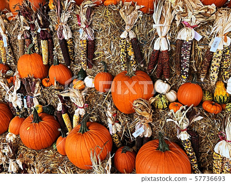 orange pumpkins . halloween concept orange pumpkins . halloween concept 57736693