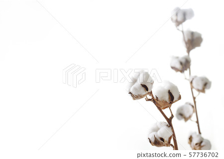 Cotton Cotton 57736702