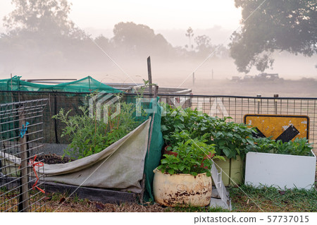 Backyard Vegetable Garden In Early Morning Fog 57737015
