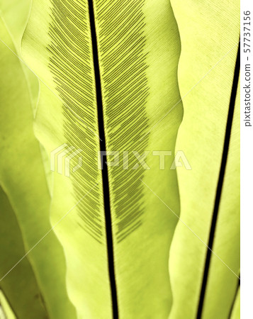 Two green leaves of the tropical plant 57737156