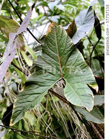 Big arrow-shaped leaf of tropical plant, top view 57737158